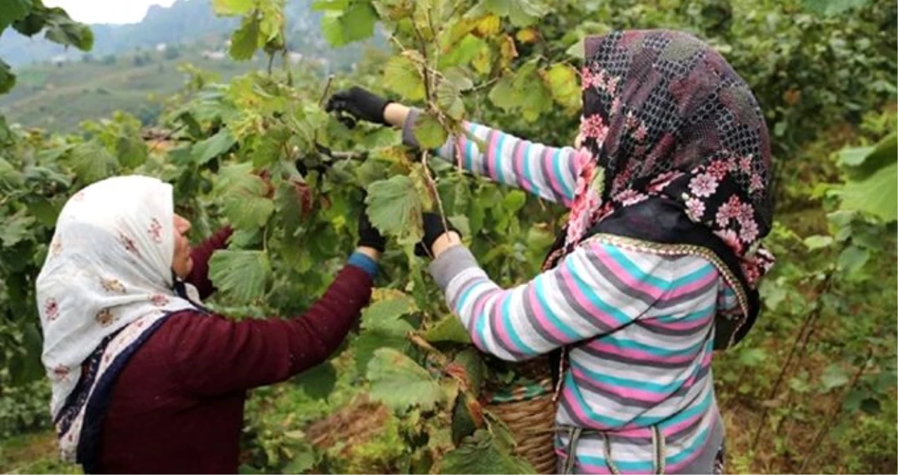 Fındık işçisinin günlük asgari yevmiyesi belli oldu