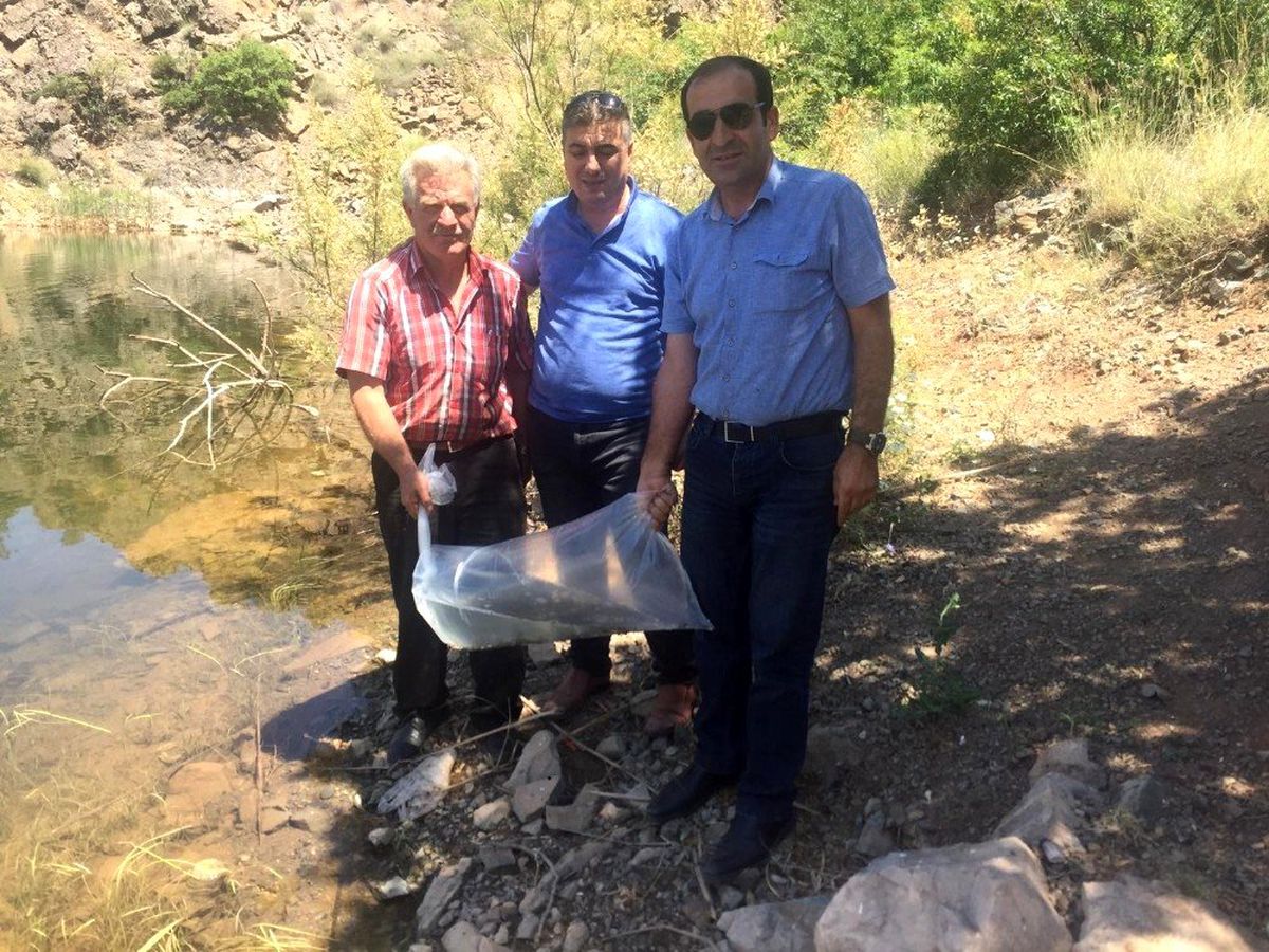Gölete sazan yavrusu bırakıldı