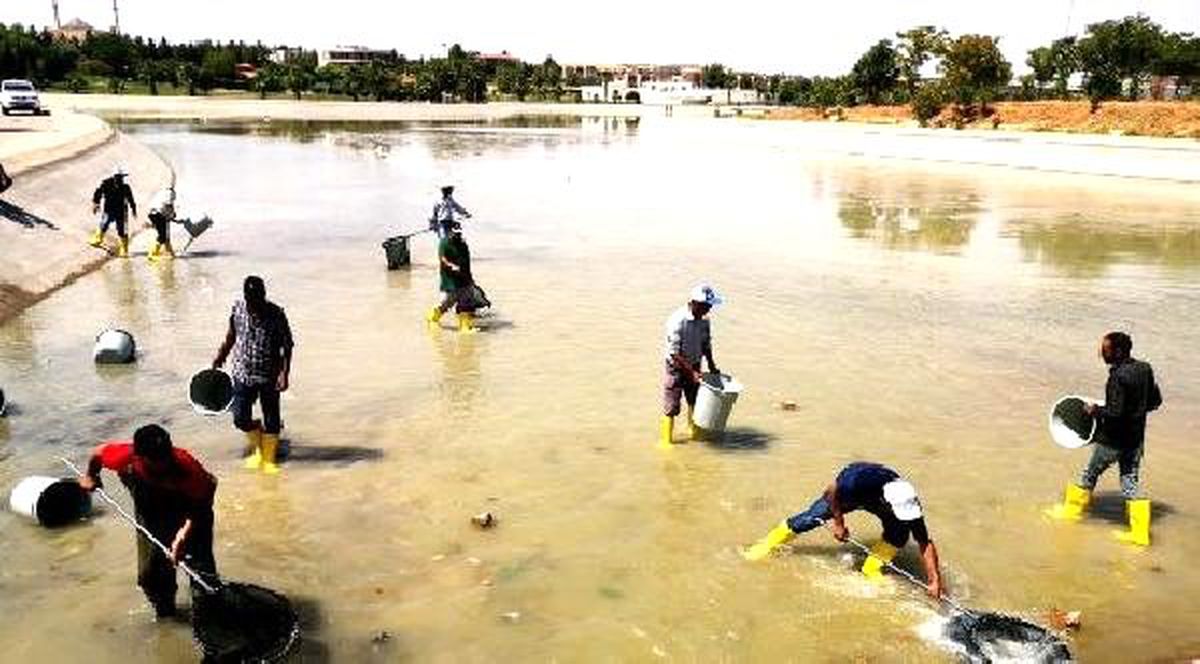 Harran Üniversitesi\'ndeki gölette yüzlerce balık telef oldu