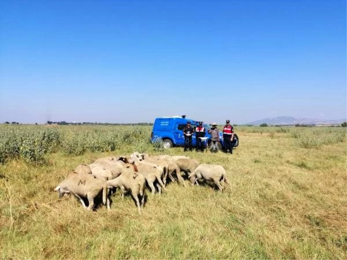 Jandarma, kayıp koyunları drone ile buldu