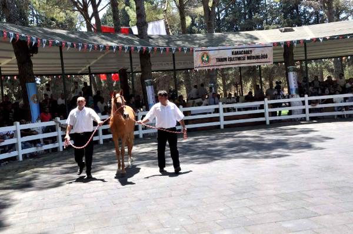 Karacabey\'de tepkiler nedeniyle tay satışları ertelendi