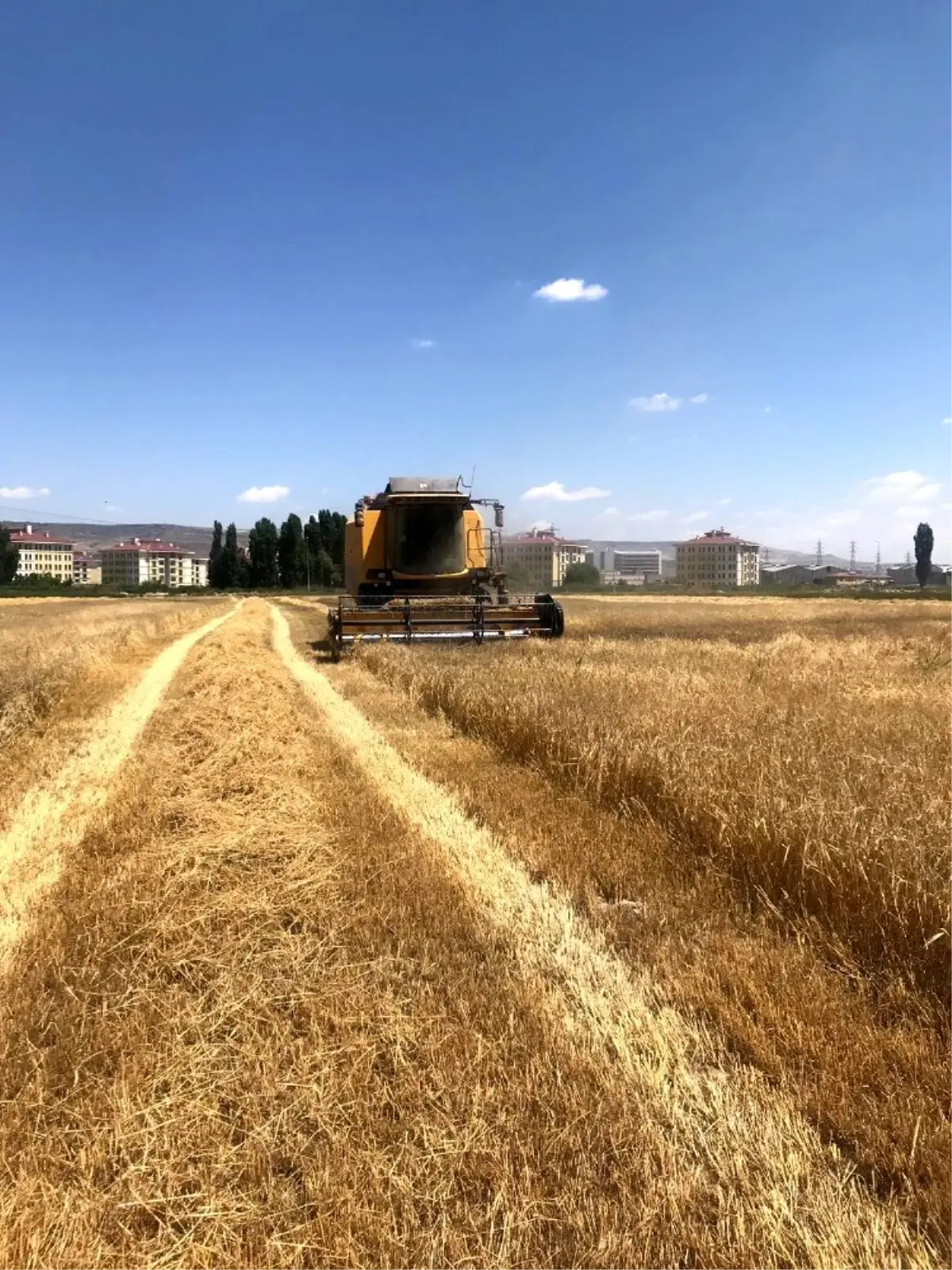 Kayseri Şeker, yem bitkileri temini için bölge çiftçilerinin gelirine 11 milyon TL katkı sağlıyor