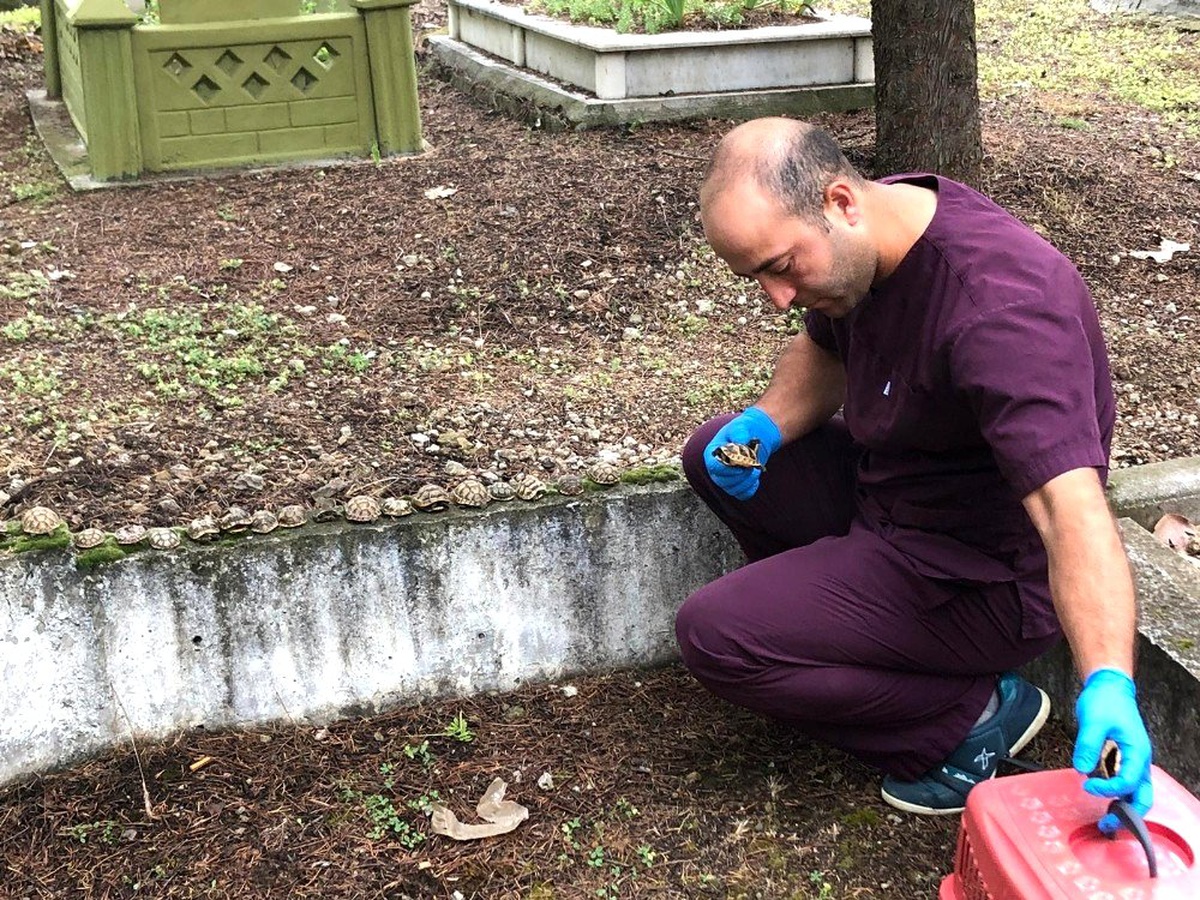 Mezarlıkta ölü bulunan kaplumbağalara analiz yapılamadı