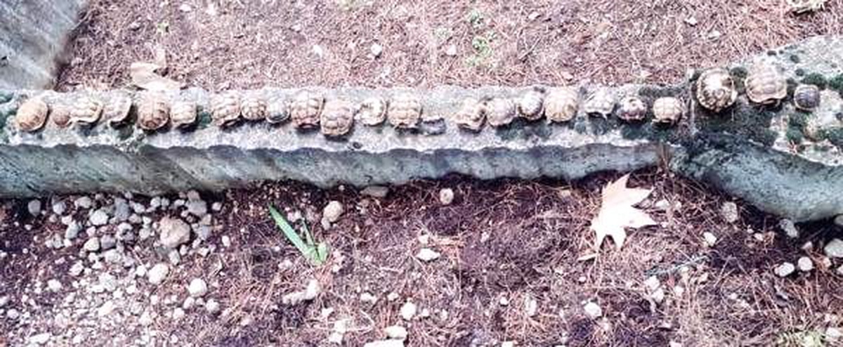 Mezarlıkta ölü bulunan kaplumbağaların analizi yapılamadı