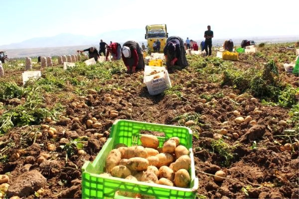 Niğde\'de patates hasadı başladı