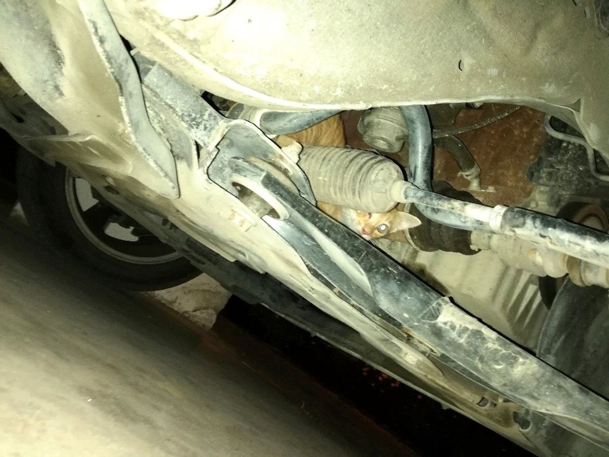 Sıcaktan bunalan yavru kedi aracın motoruna sıkıştı