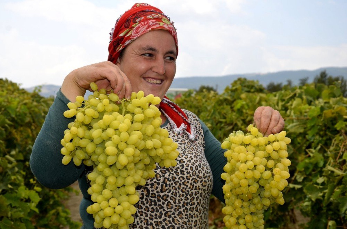 Turfanda üzüm satış fiyatları pazarlıkları başladı