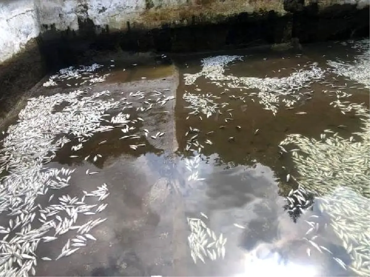 Vakfıkebir\'de, 150 bin alabalık telef oldu