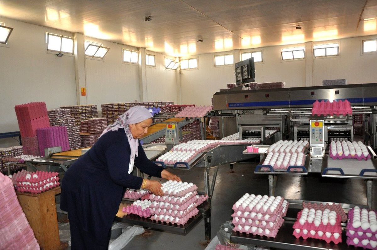 Yumurta üreticileri sıkıntıda