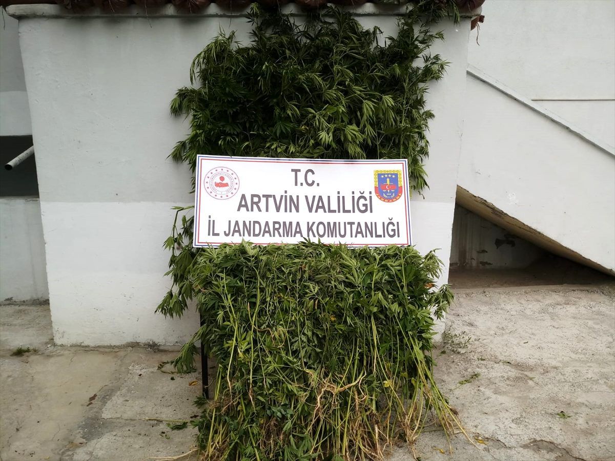Ardanuç\'ta Hint keneviri ele geçirildi