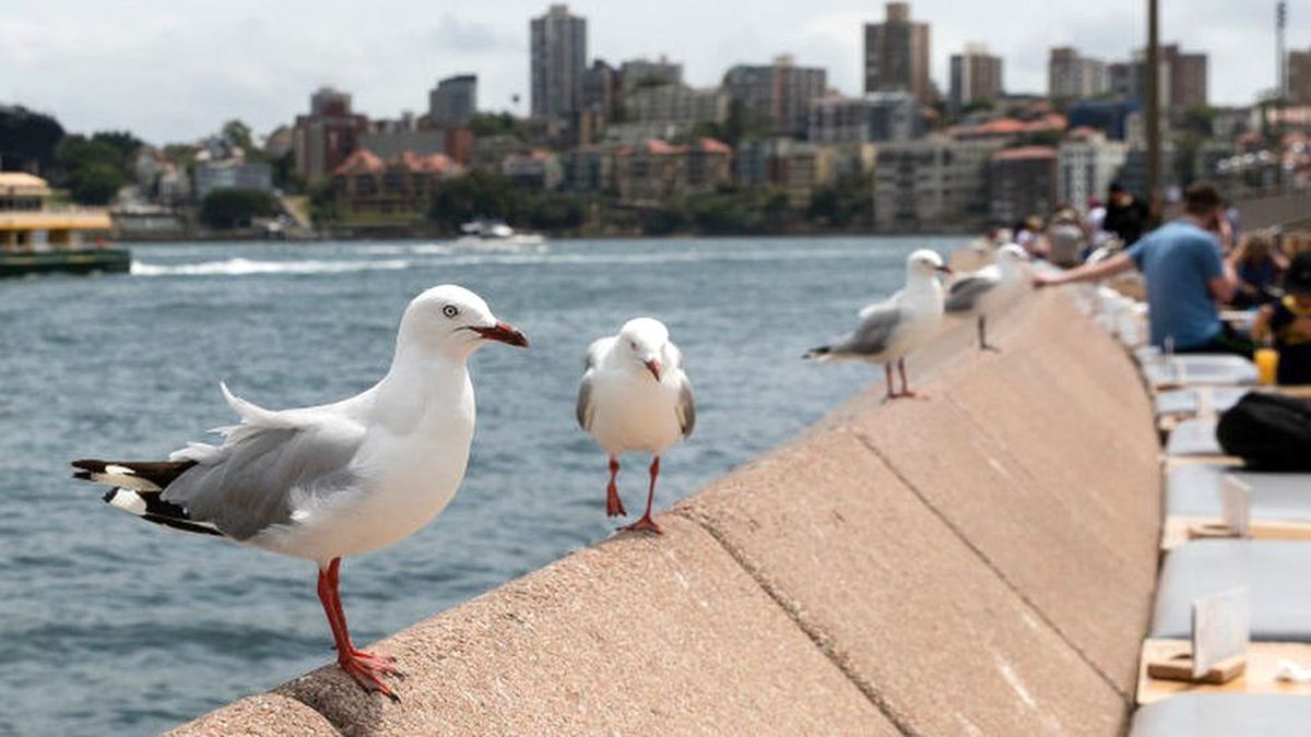 Avustralya\'da martılar antibiyotiğe dirençli bakteriler taşıyor