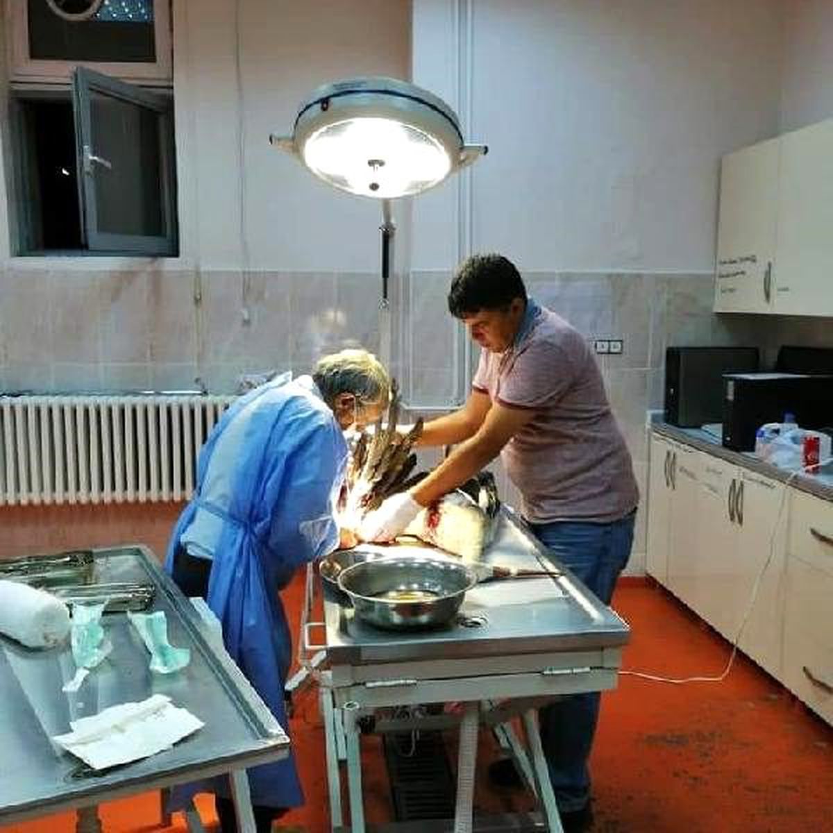 Bingöl\'de kanadı kırık leyleğe tedavi