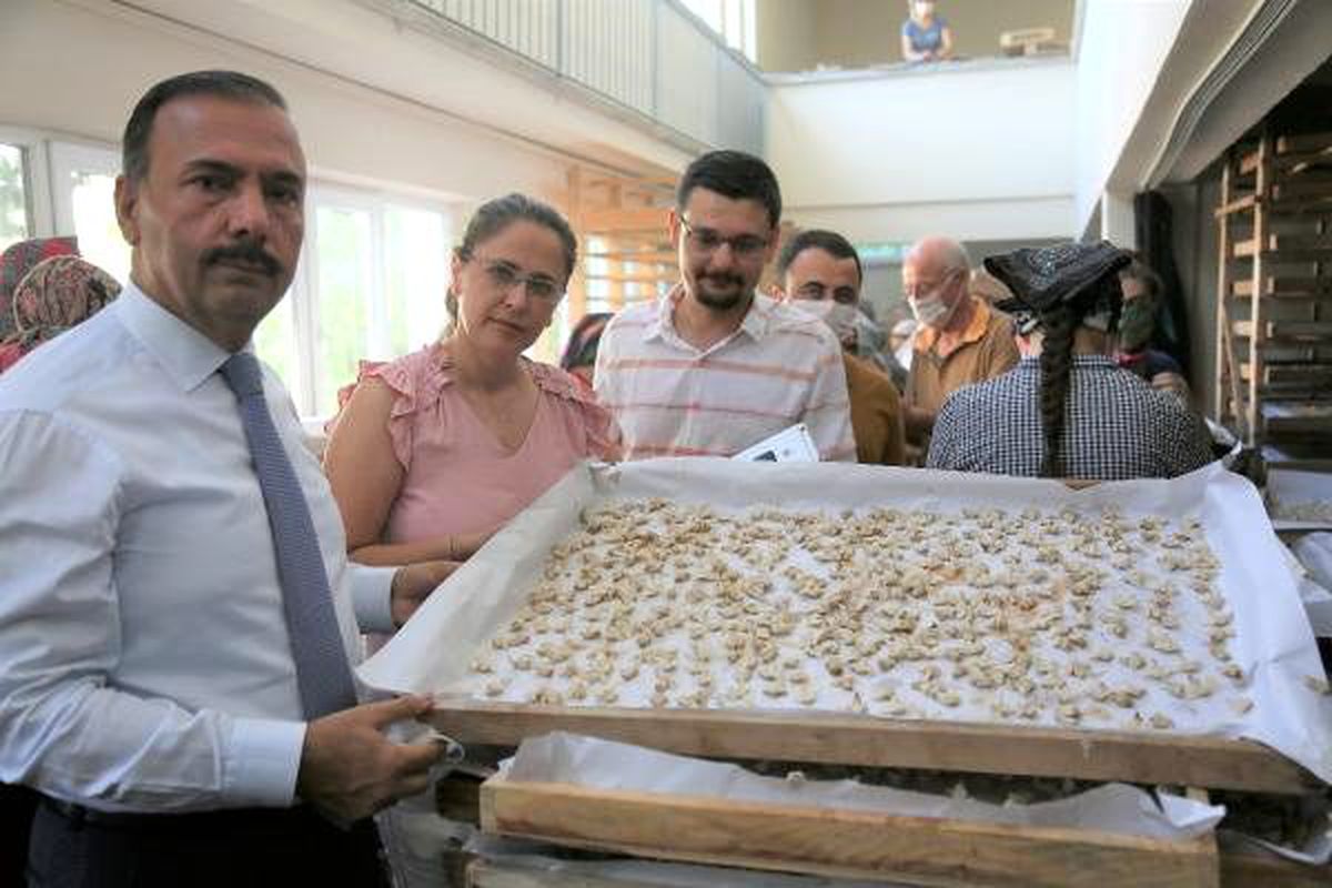Bursa\'da yaş koza hasadı başladı