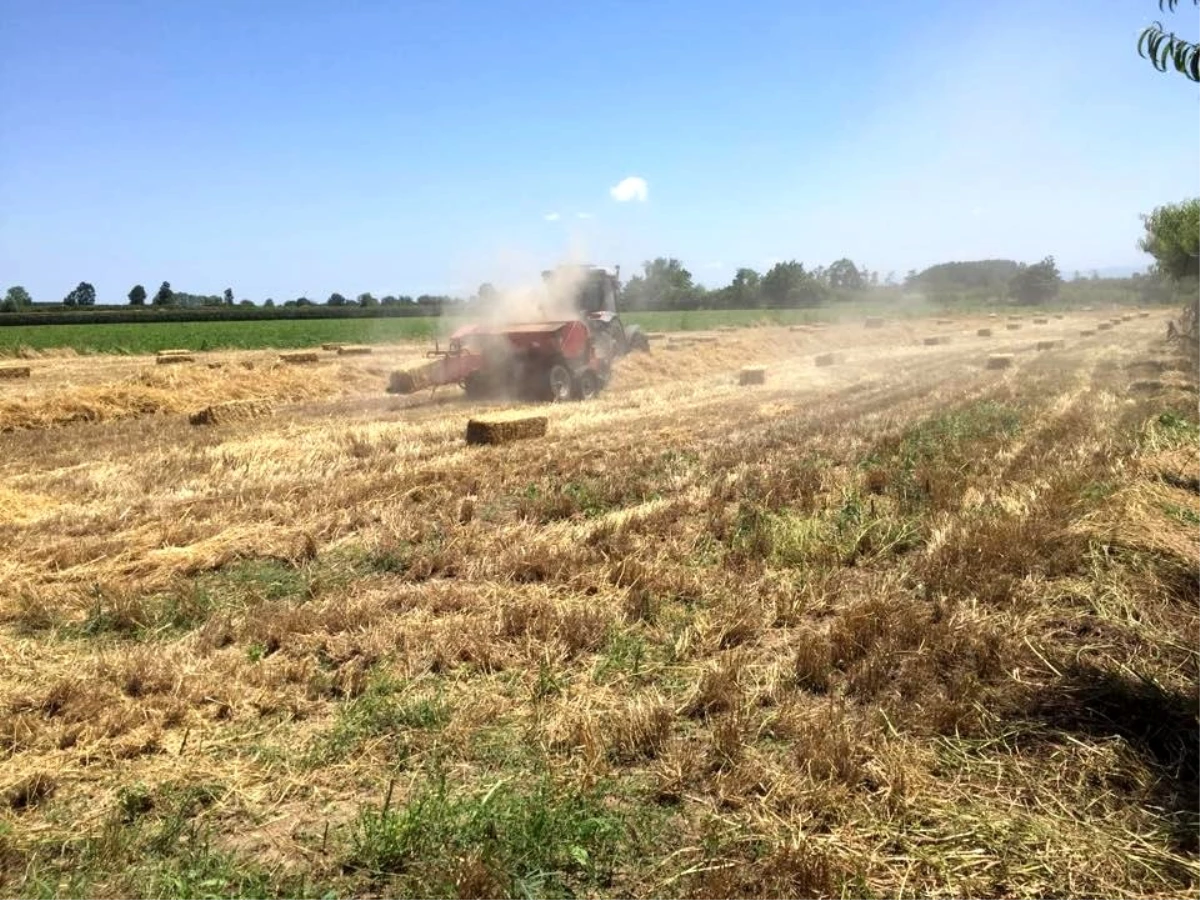 Çarşamba\'da siyez buğdayı üretimi