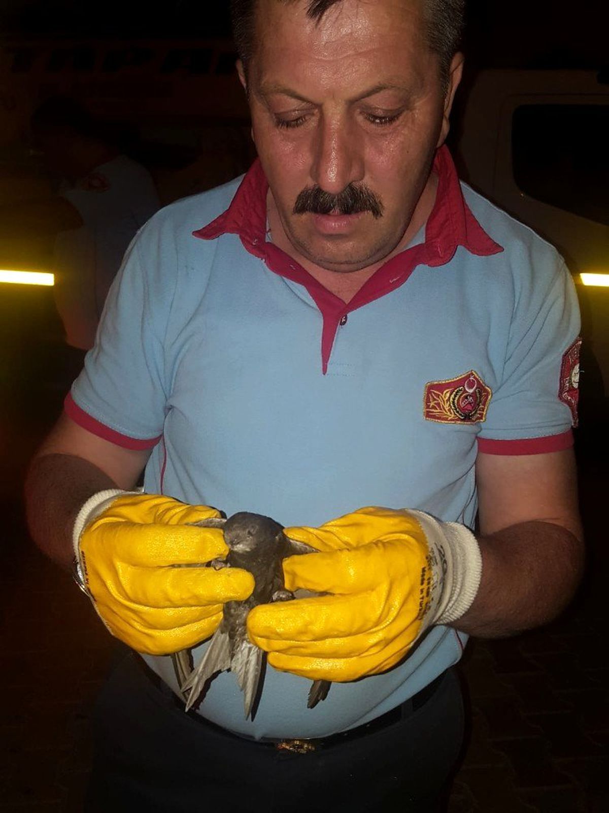 Çatıya sıkışan ebabil kuşunu itfaiye kurtardı
