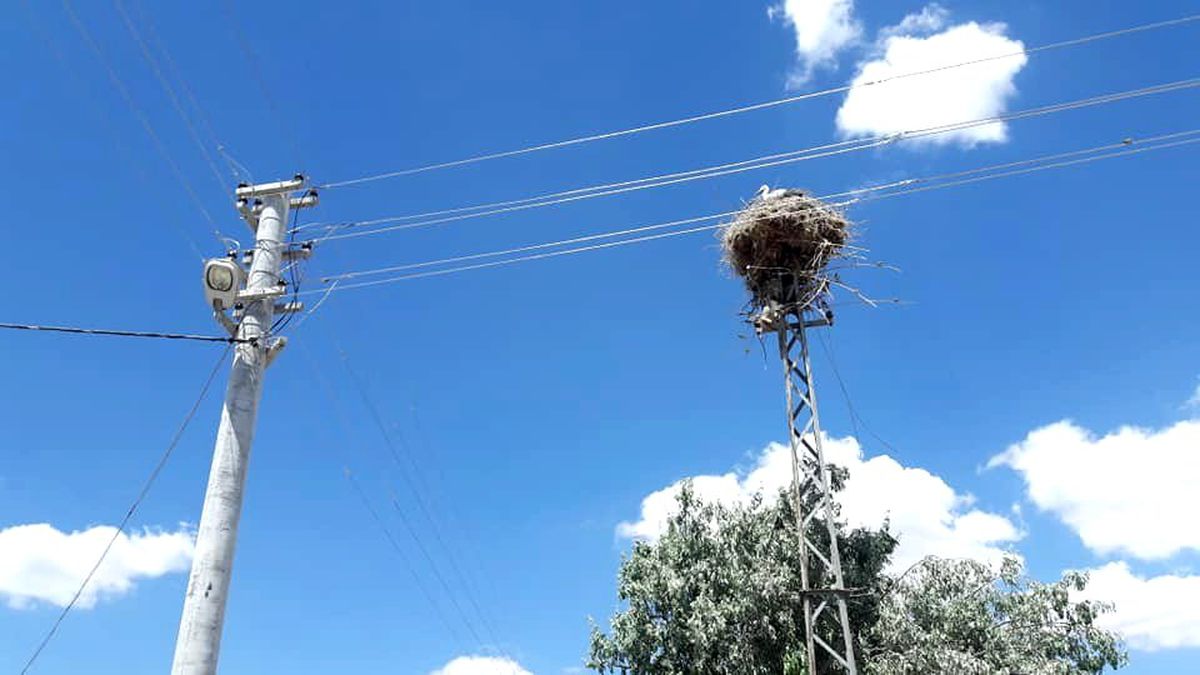 Demir elektrik direği leyleklere yuva olarak bırakıldı