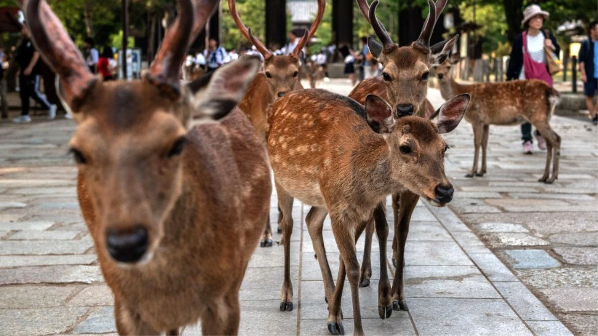 Japonya\'da kutsal sayılan geyikler, poşet yedikleri için öldü