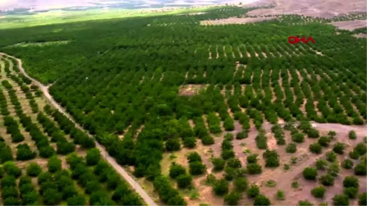 Kayısıda 391 bin 792 ton rekolte bekleniyor