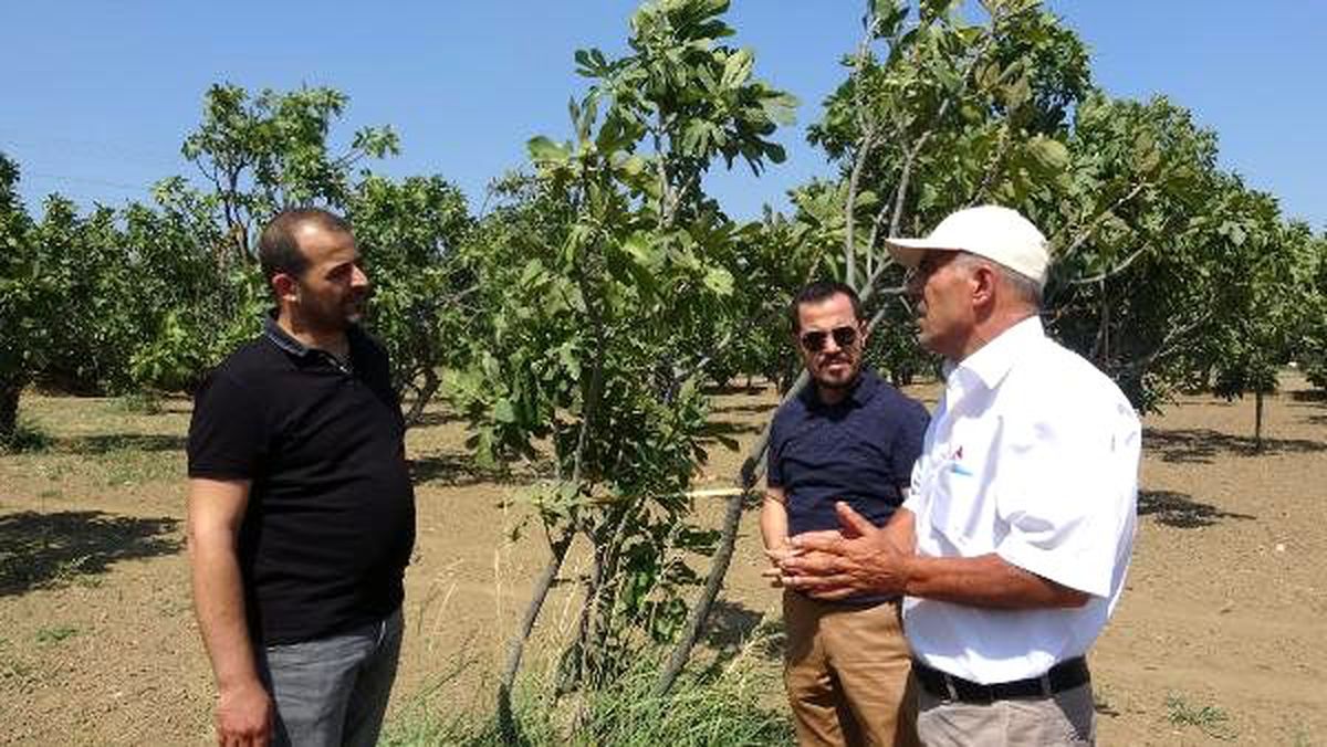 Kırmızı örümcekle erken mücadale incir üreticilerini rahatlattı