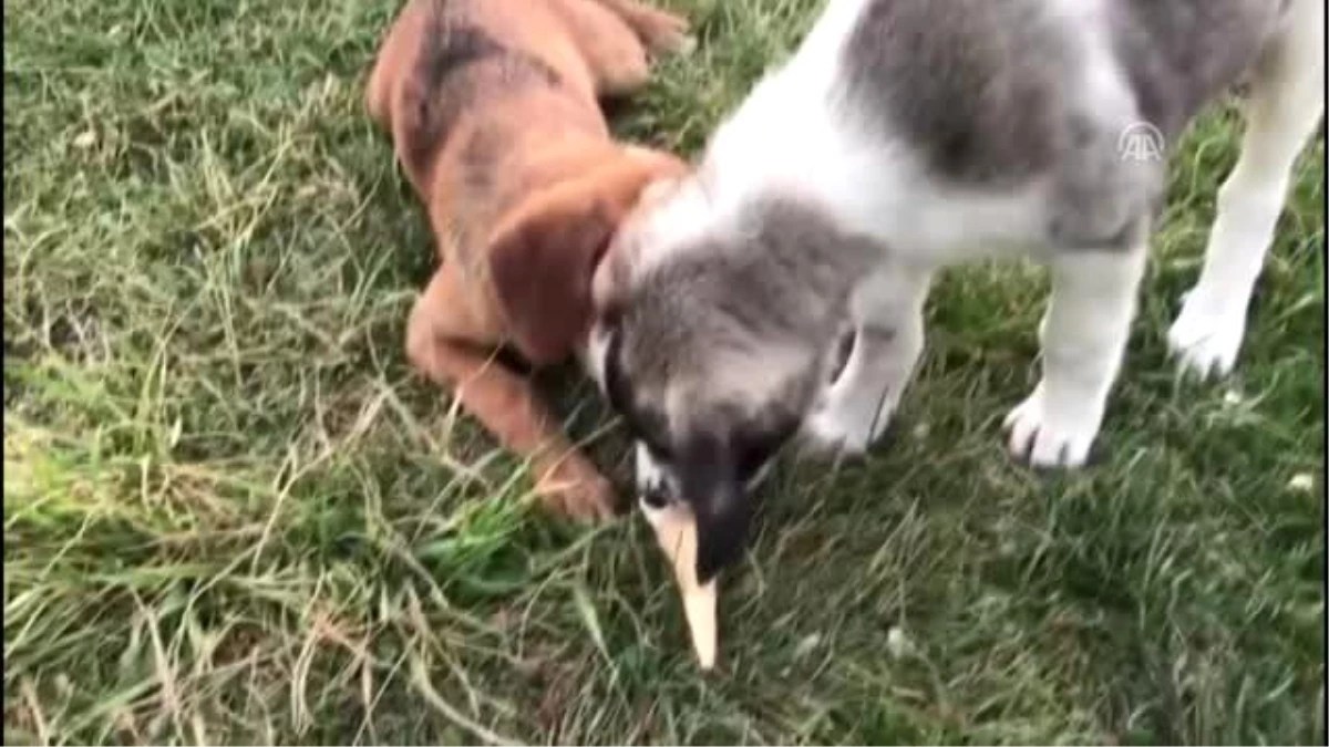 Köpeklerin dondurma keyfi