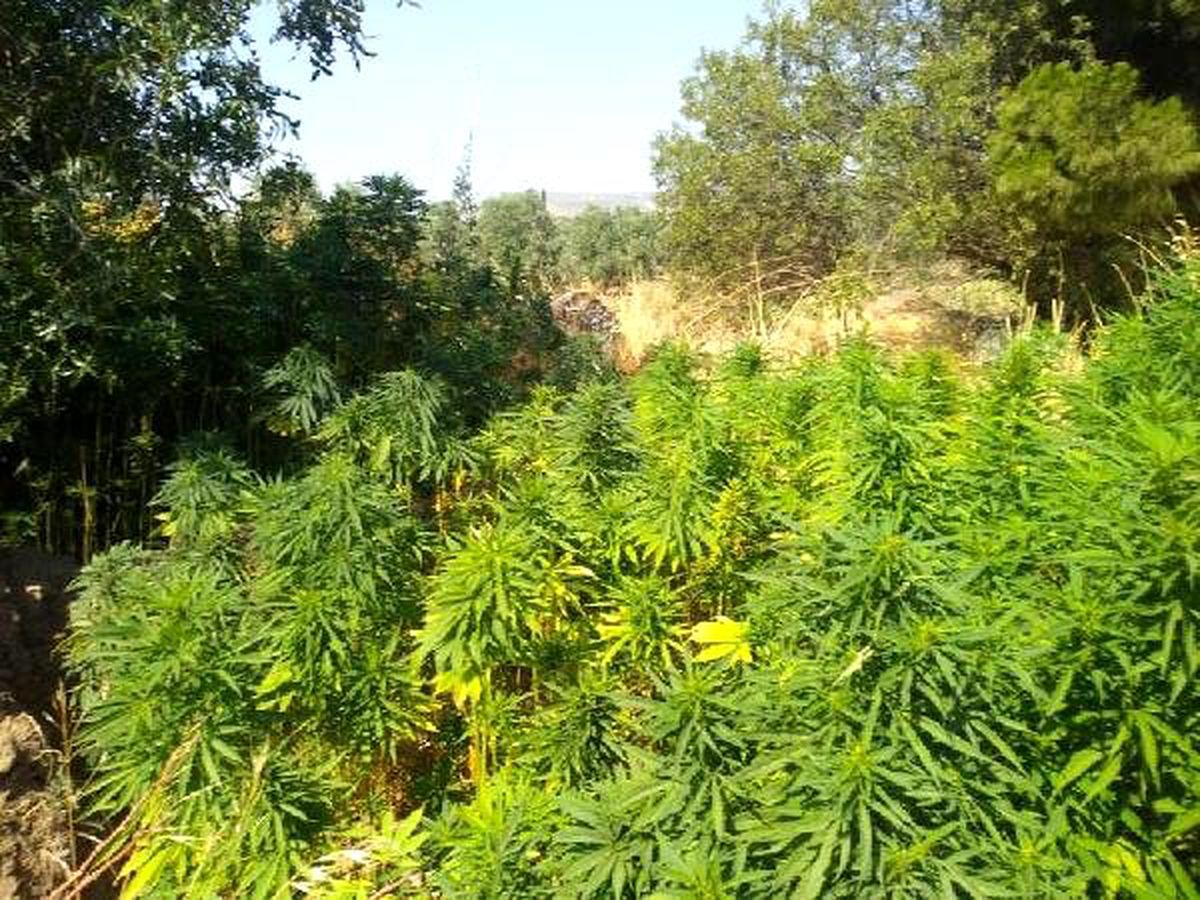 Menemen\'de 2 bin 792 kök Hint keneveri ele geçirildi