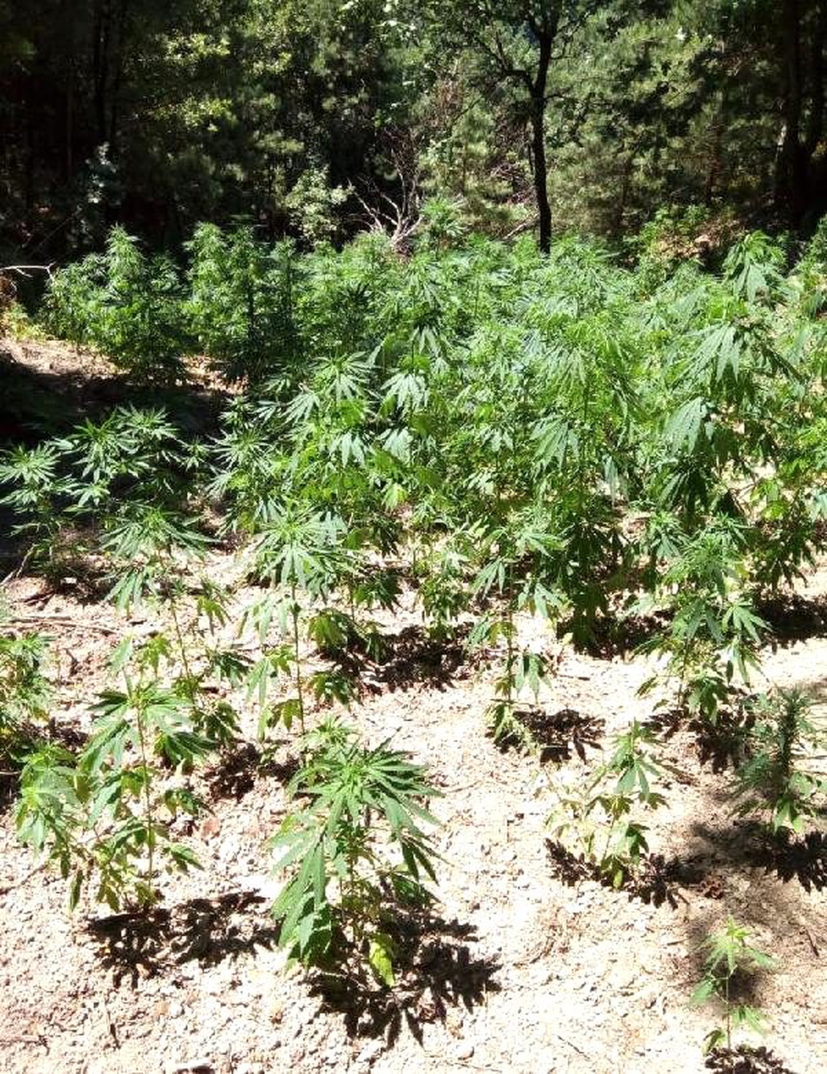Ormana ekilen 4 bin 175 kök Hint keneviri ele geçirildi