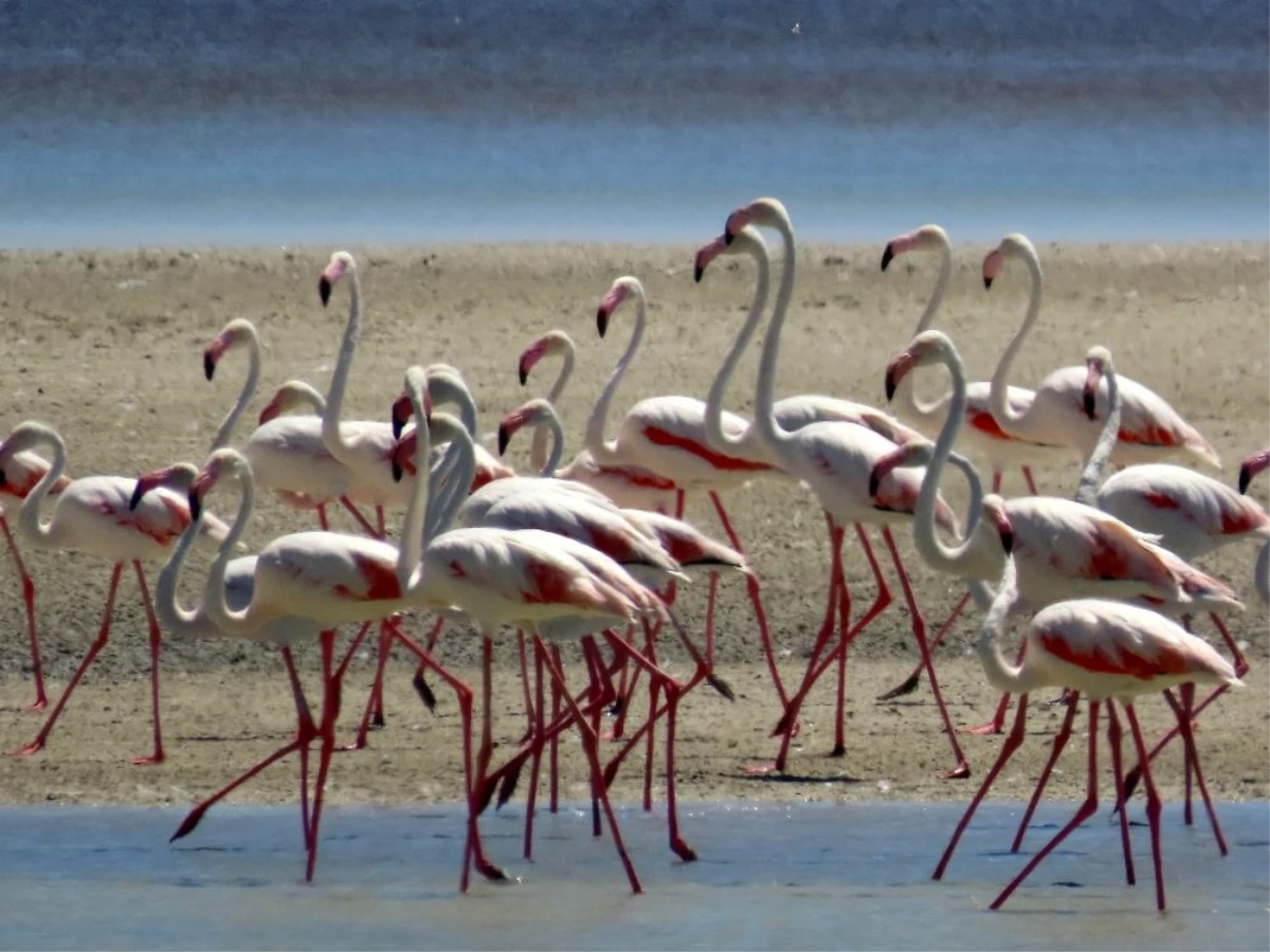 Seyfe Gölü\'nde kuş çeşitliliği yaşanıyor