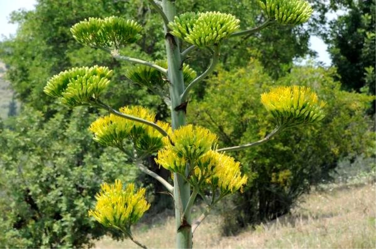 Agave kaktüsü, Osmaniye\'de çiçek açtı