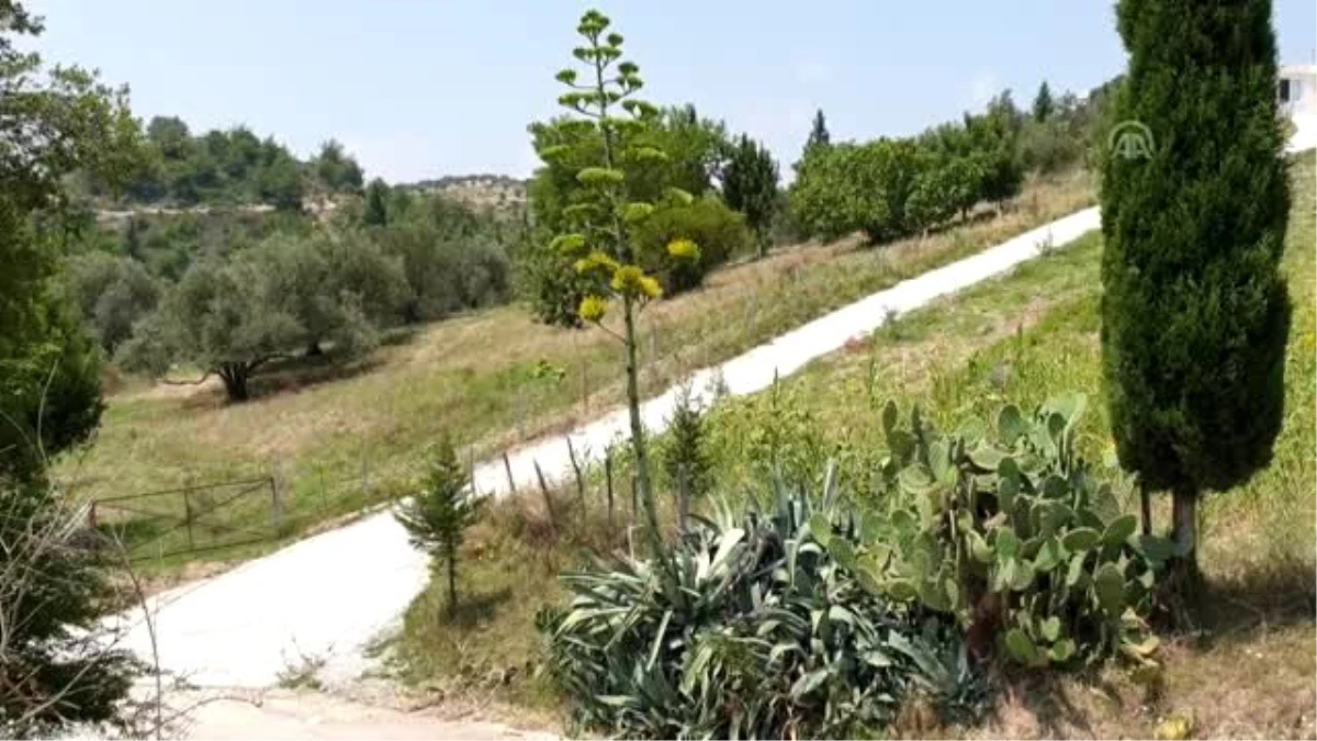 Agave, Osmaniye\'de çiçek açtı