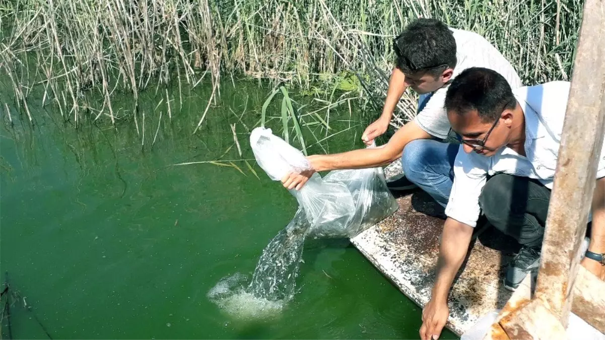 Aydın\'da 100 bin adet yavru sazan balığı göletlere bırakıldı