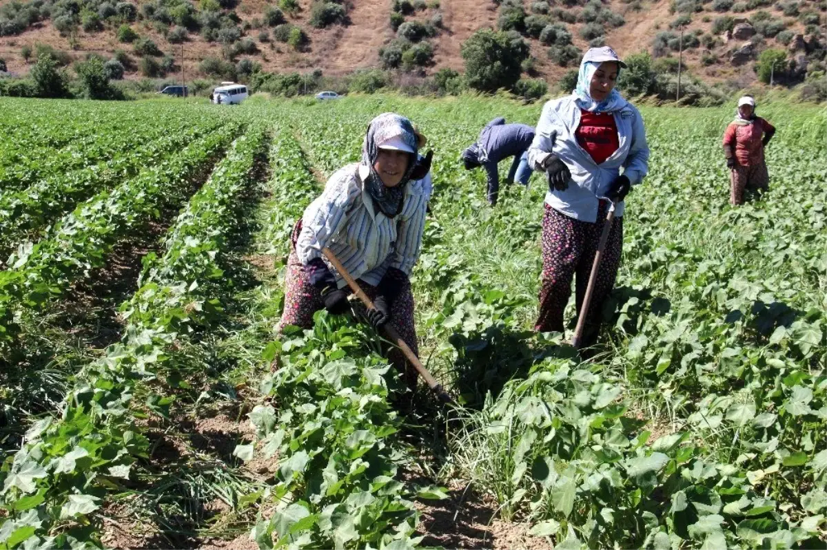 Aydınlı kadınların 40 derece sıcakta 55 lira mücadelesi