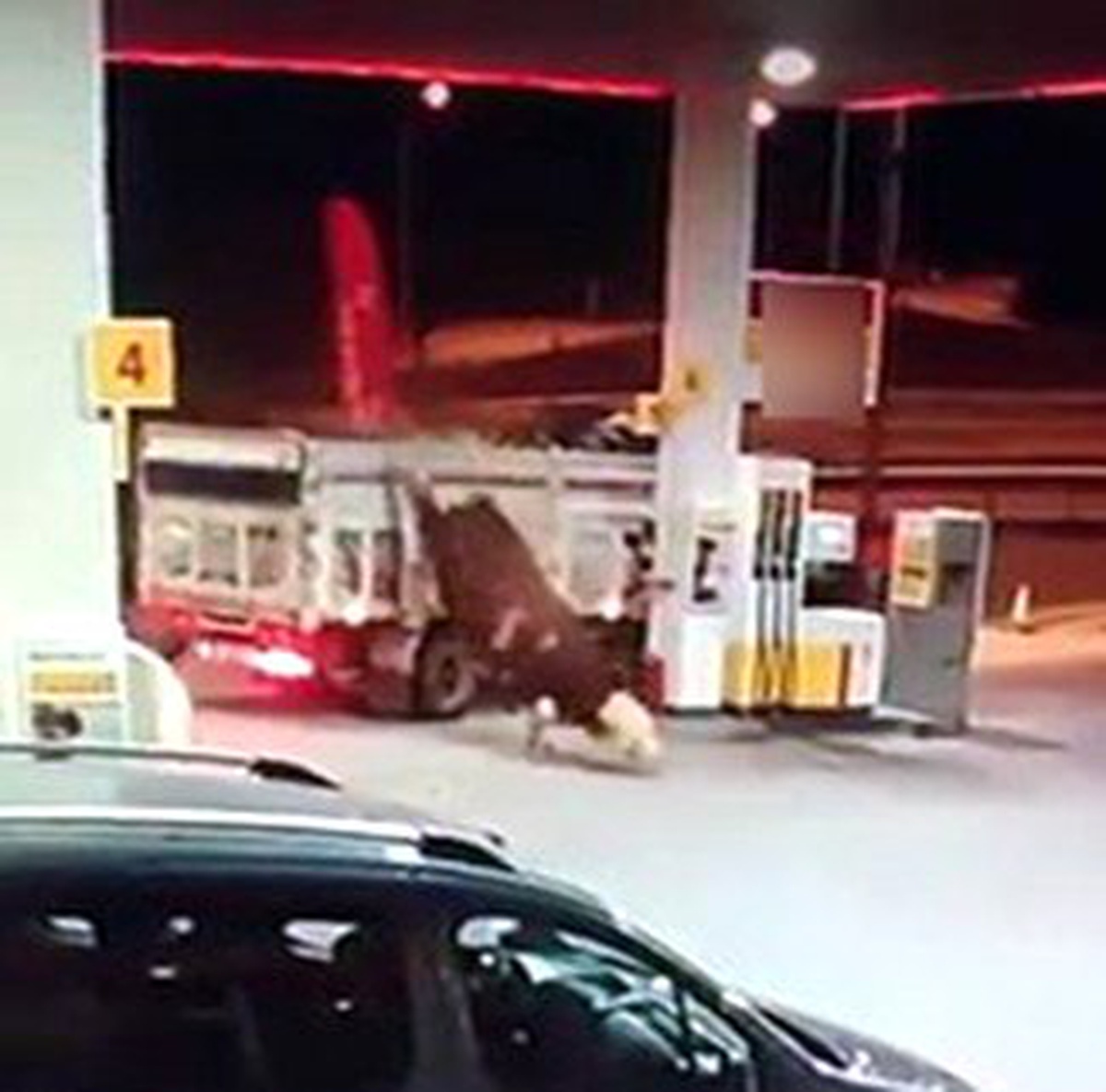 Boğa\'nın kamyon kasasından atlaması güvenlik kamerasına yansıdı