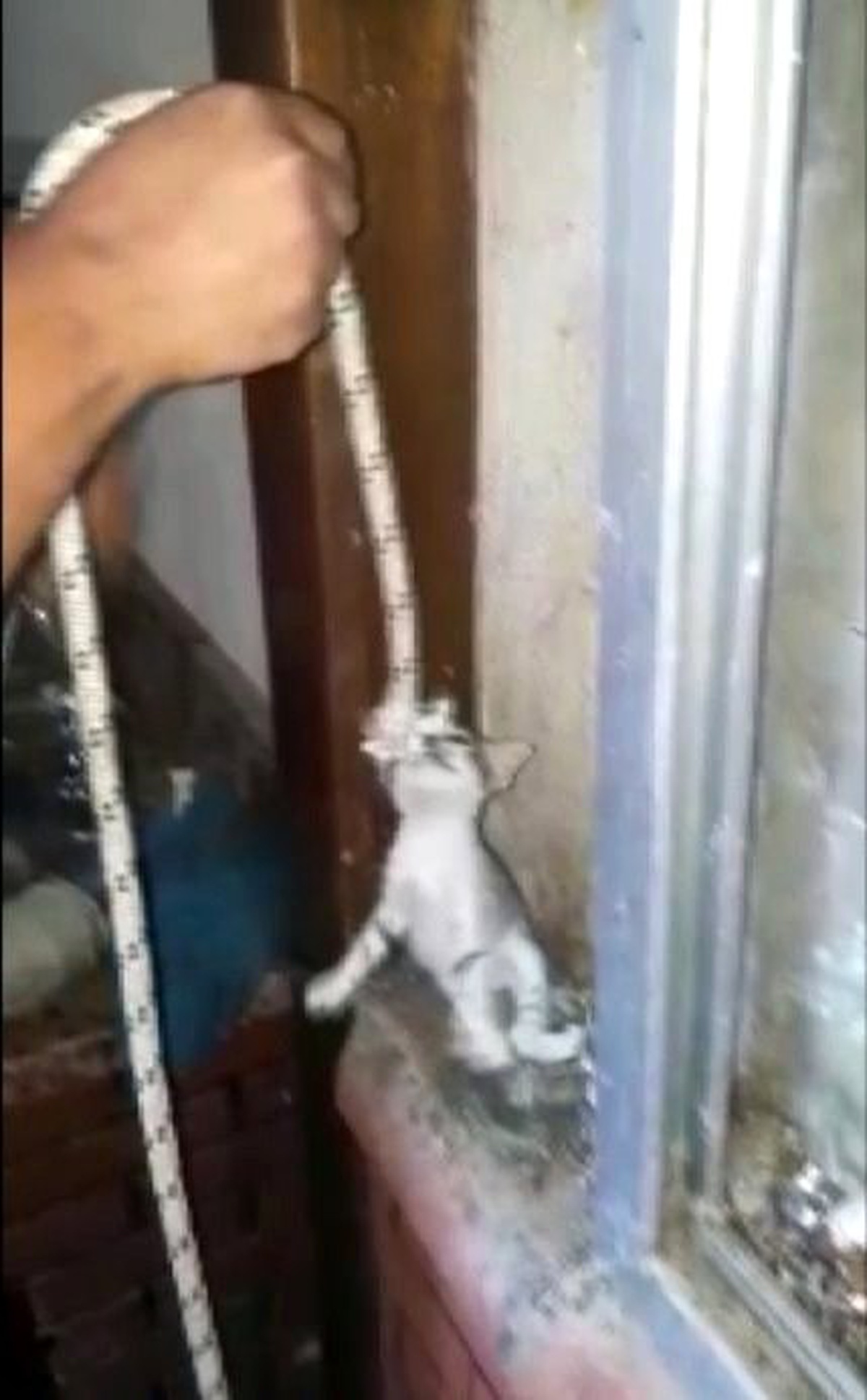 Boruya sıkışan yavru kedileri itfaiye iple kurtardı