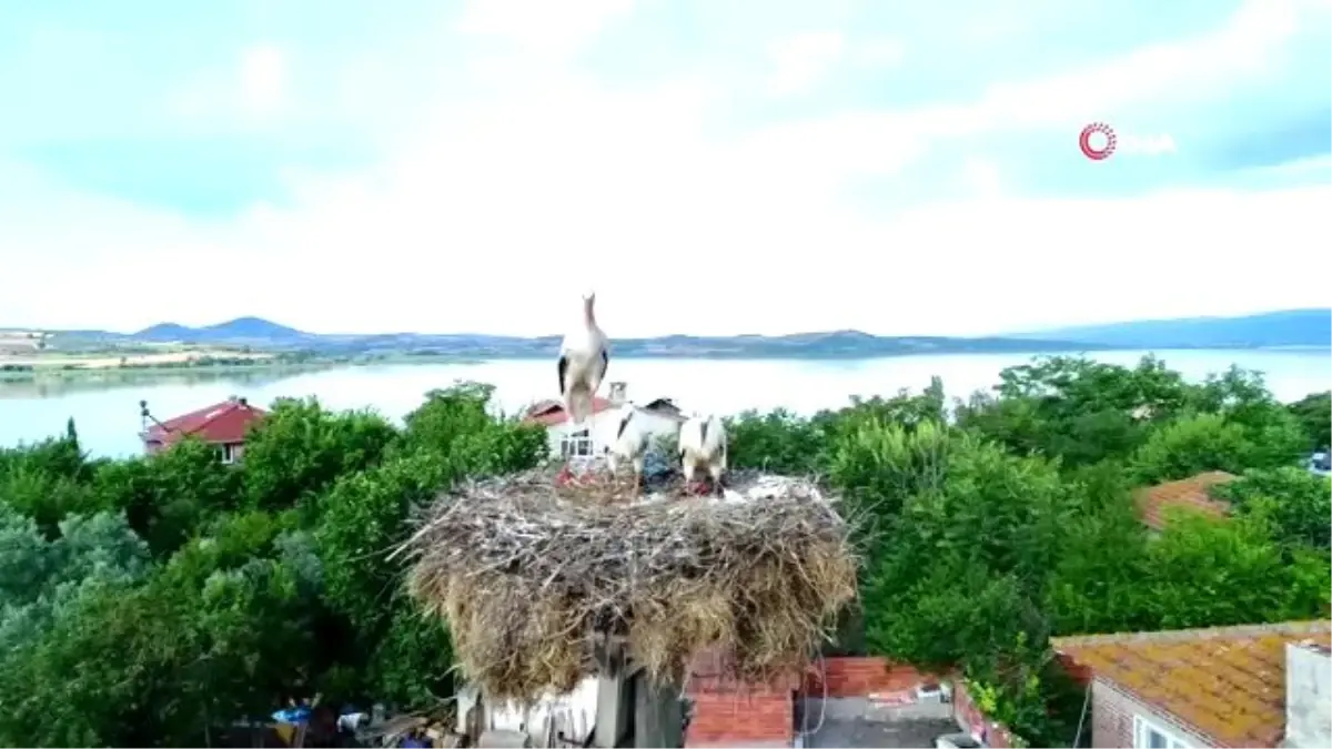 Bu leylekler Gölyazı Mahallesi\'nde vatandaşlarla iç içe yaşıyor