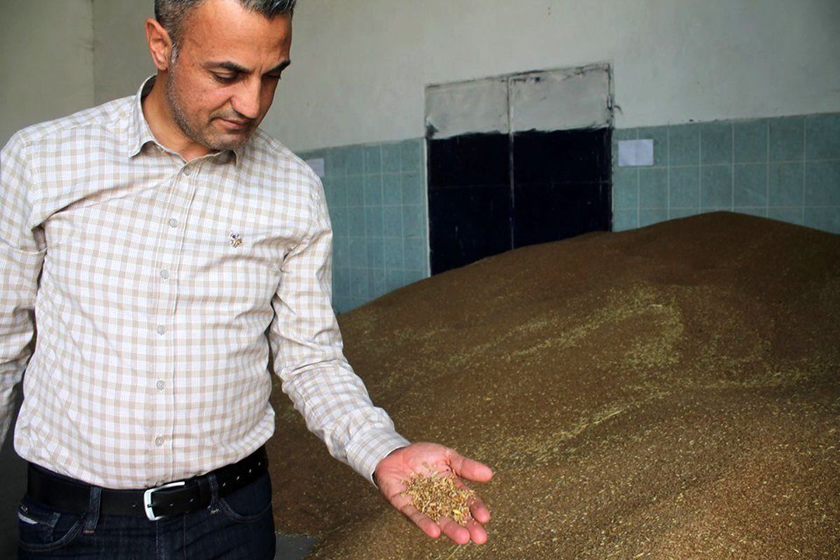 Buğdayın ton fiyatı bin 125 ile bin 350 TL arasında değişiyor
