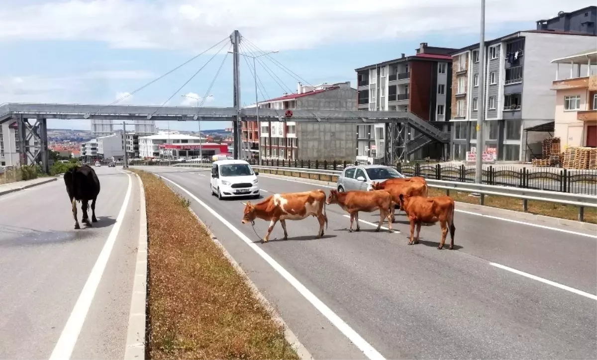 Karayolunda başıboş hayvanlar trafiği tehlikeye düşürüyor