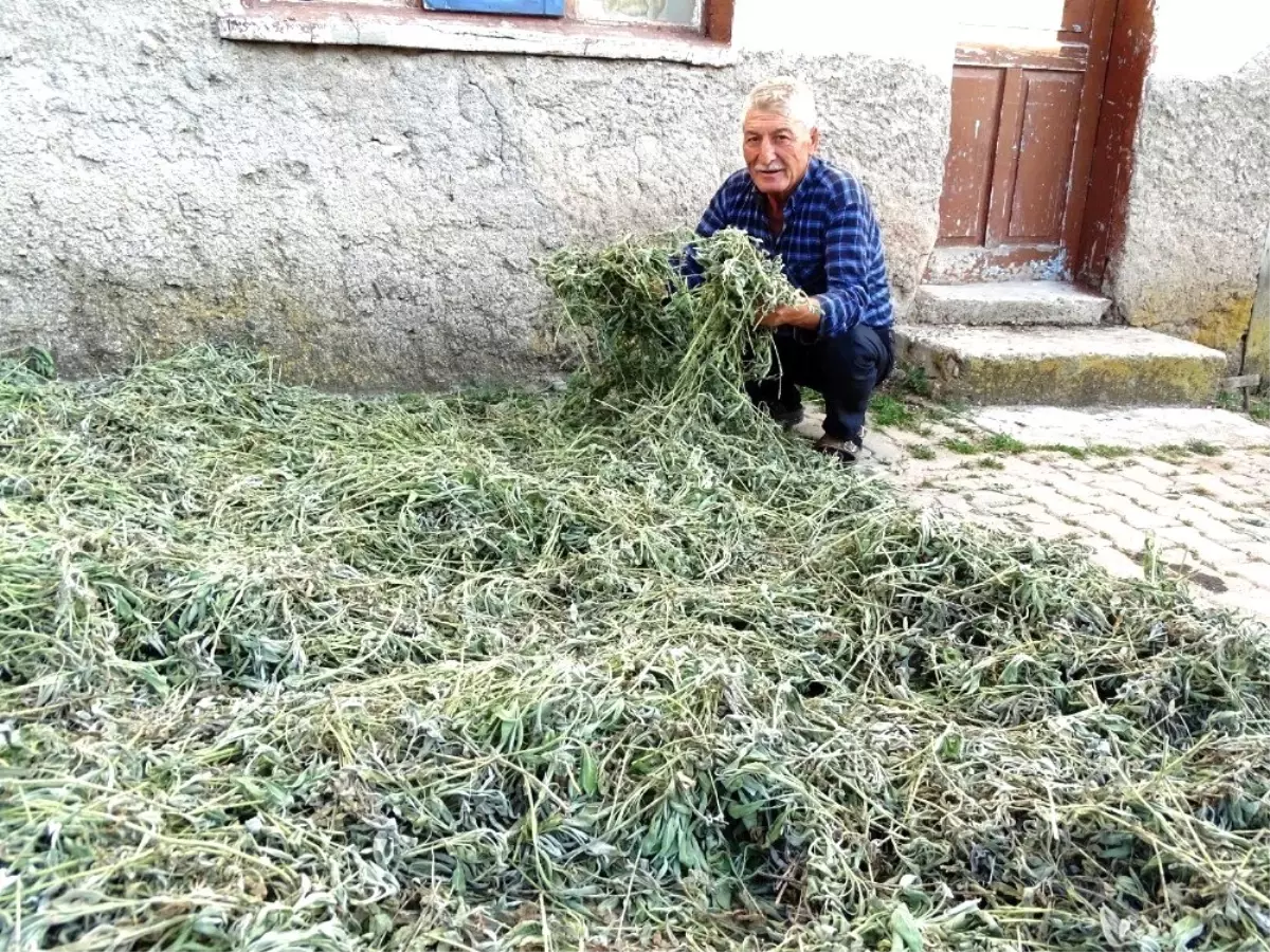 Karbasan Köyünde adaçayı hasadına başlandı