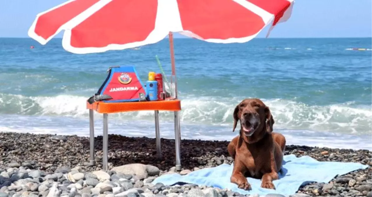 Narkotik köpeği Vuslat, emekliliğini deniz kıyısında kutladı