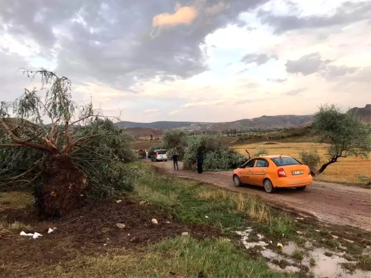 Sungurlu\'da fırtına ağaçları kökünden söktü