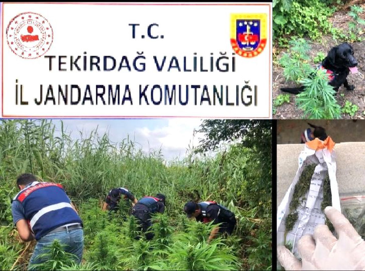 Tekirdağ\'da bin 700 kök kenevir ve 50 gram esrar ele geçirildi