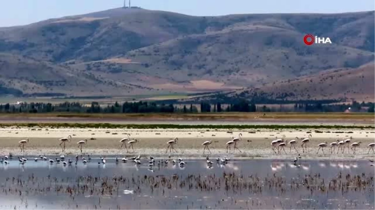Yağışlar sonrası suyu çekilen Seyfe Gölünde kuş çeşitliliği yaşanıyor