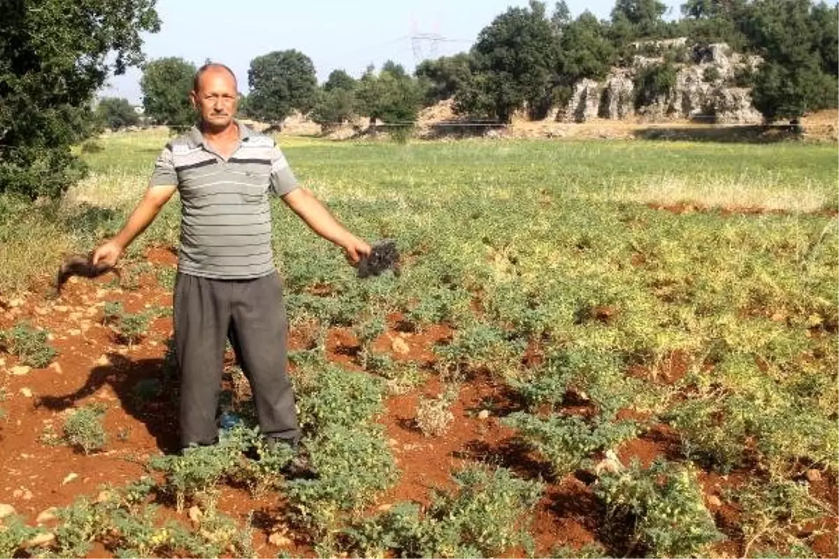 Çiftçiden domuzlardan korunmak için ilginç yöntem