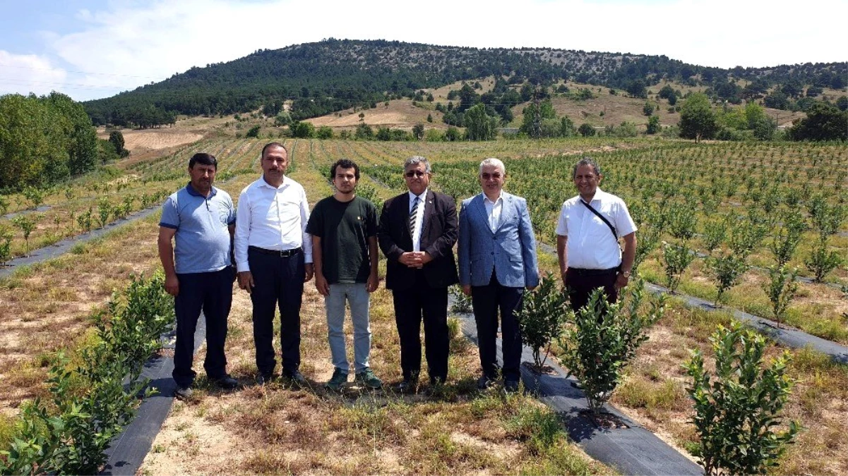 Dağ ilçelerinde yaban mersini yetiştiriciliğine rağbet