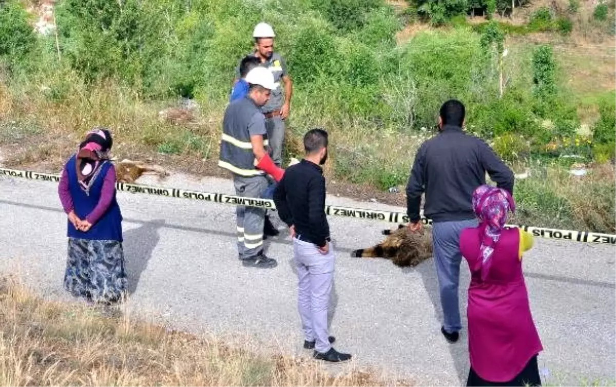 Hattan kopan elektrik kablosu, 10 koyunu telef etti