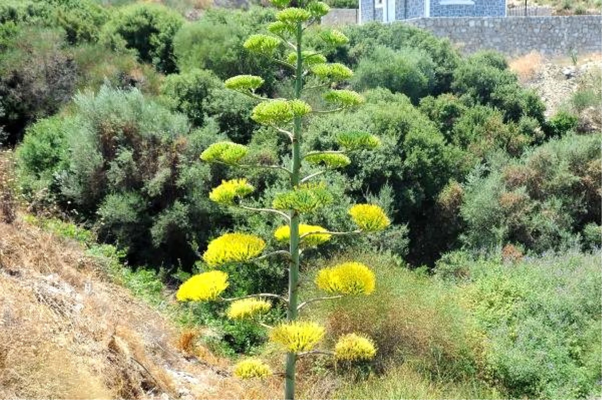 İzmir\'de, UNESCO\'nun dünya mirası listesindeki agave bitkisi çiçek açtı