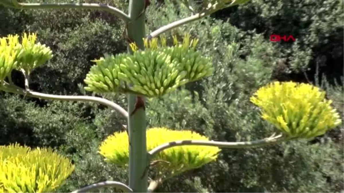 İzmir\'de, UNESCO\'nun dünya mirası listesindeki agave bitkisi çiçek açtı