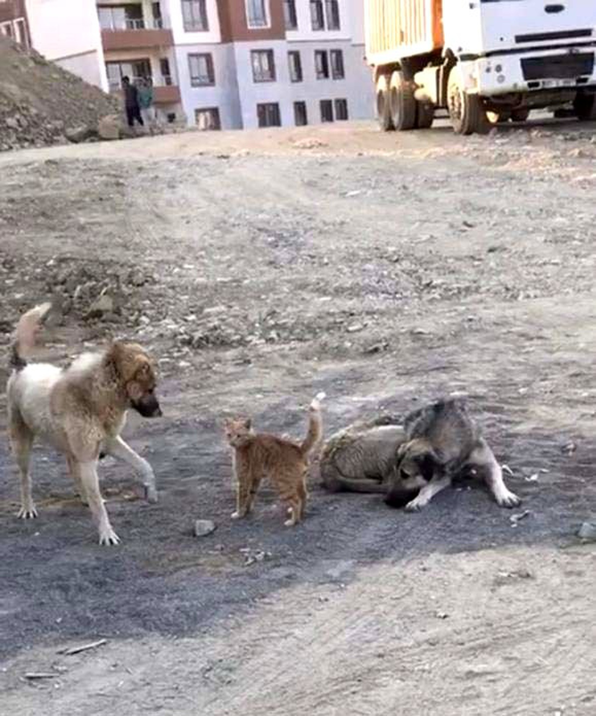 Köpek ile kedinin oynaması kameraya yansıdı