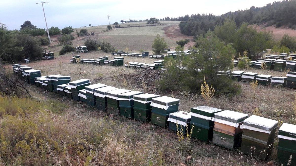 Kovan hırsızlarını jandarma \'arı\' gibi çalışarak buldu