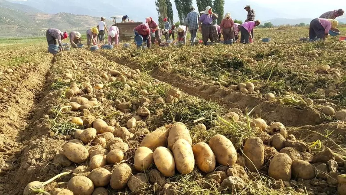 Patates üreticileri ithalatın kendilerine zararı olduğunu belirtiyor