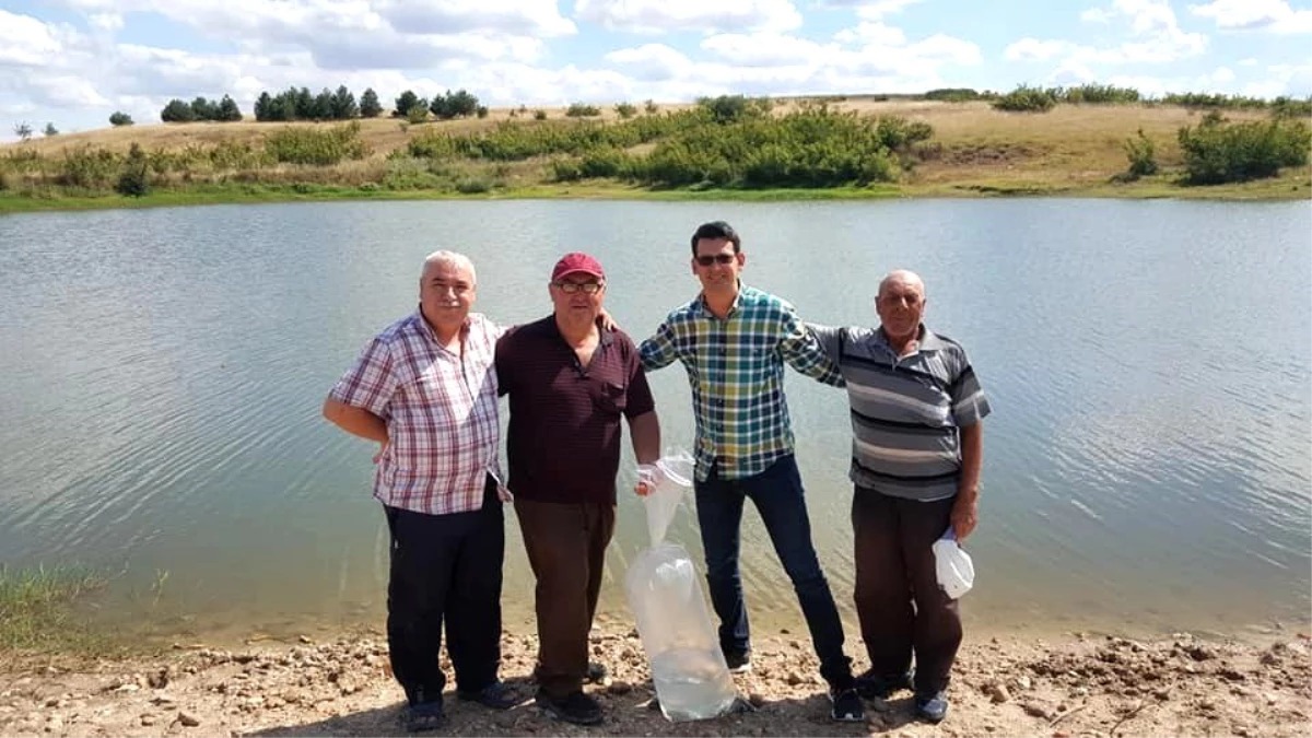 Sazan balığı yavruları gölete bırakıldı